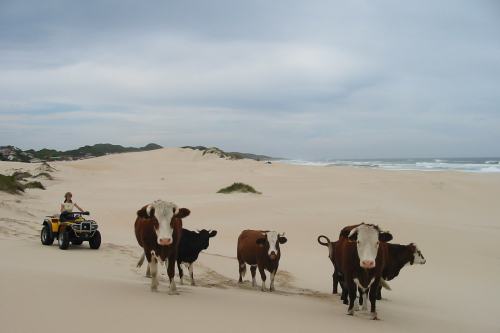 Oyster Bay Lodge (3)
